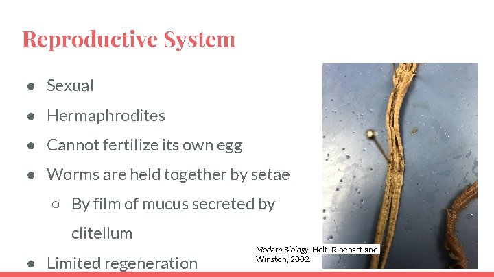 Reproductive System ● Sexual ● Hermaphrodites ● Cannot fertilize its own egg ● Worms