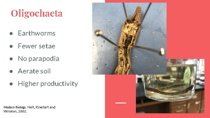 Oligochaeta ● Earthworms ● Fewer setae ● No parapodia ● Aerate soil ● Higher