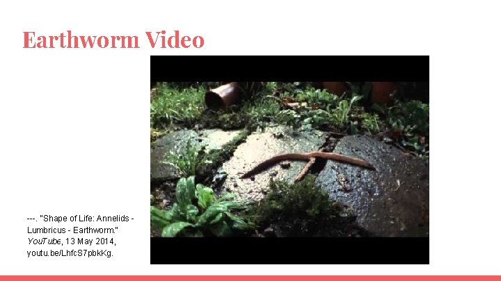 Earthworm Video ---. "Shape of Life: Annelids Lumbricus - Earthworm. " You. Tube, 13