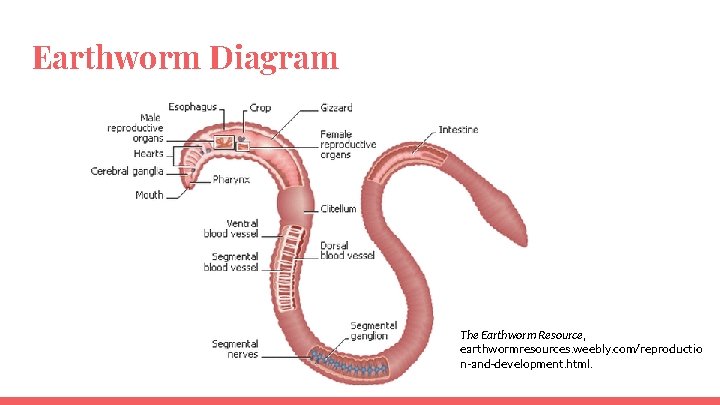 Earthworm Diagram The Earthworm Resource, earthwormresources. weebly. com/reproductio n-and-development. html. 