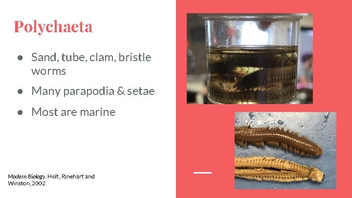 Polychaeta ● Sand, tube, clam, bristle worms ● Many parapodia & setae ● Most
