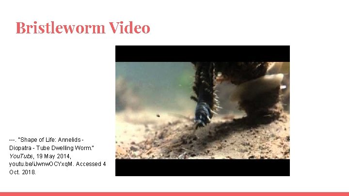 Bristleworm Video ---. "Shape of Life: Annelids Diopatra - Tube Dwelling Worm. " You.
