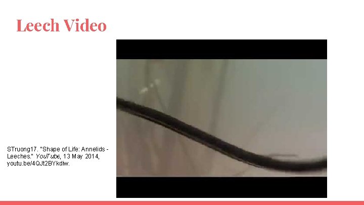 Leech Video STruong 17. "Shape of Life: Annelids Leeches. " You. Tube, 13 May