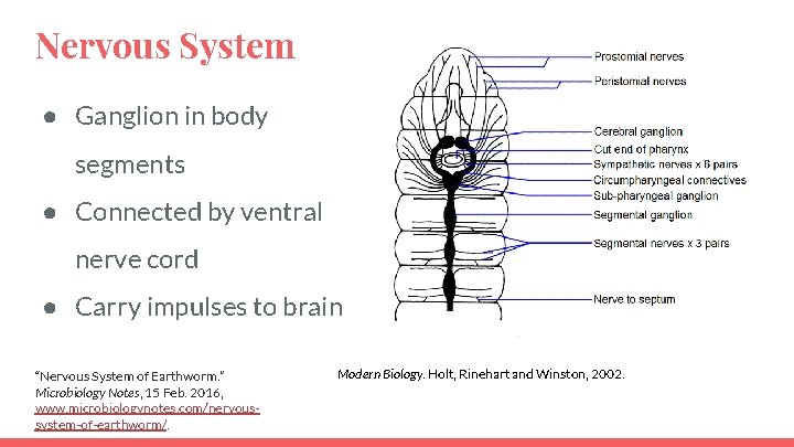 Nervous System ● Ganglion in body segments ● Connected by ventral nerve cord ●