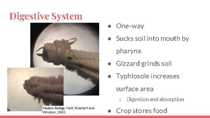 Digestive System ● One-way ● Sucks soil into mouth by pharynx ● Gizzard grinds