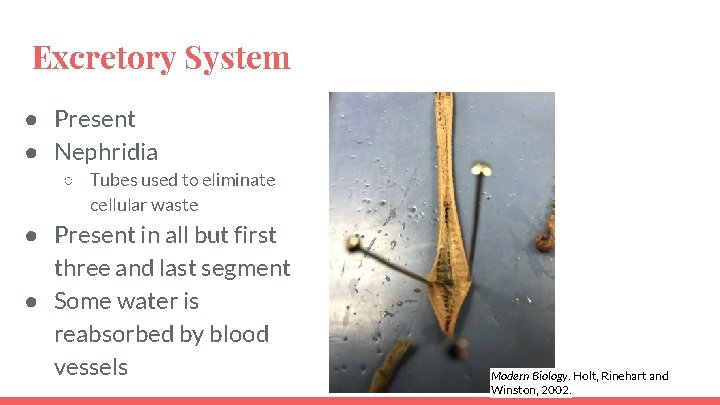 Excretory System ● Present ● Nephridia ○ Tubes used to eliminate cellular waste ●