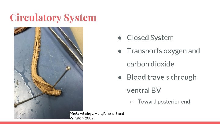 Circulatory System ● Closed System ● Transports oxygen and carbon dioxide ● Blood travels