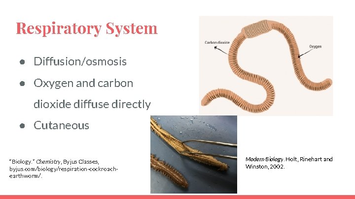 Respiratory System ● Diffusion/osmosis ● Oxygen and carbon dioxide diffuse directly ● Cutaneous “Biology.