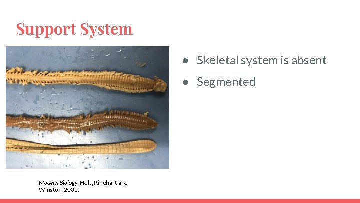 Support System ● Skeletal system is absent ● Segmented Modern Biology. Holt, Rinehart and