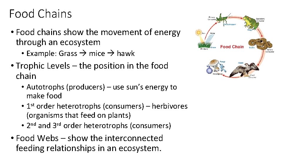 Food Chains • Food chains show the movement of energy through an ecosystem •