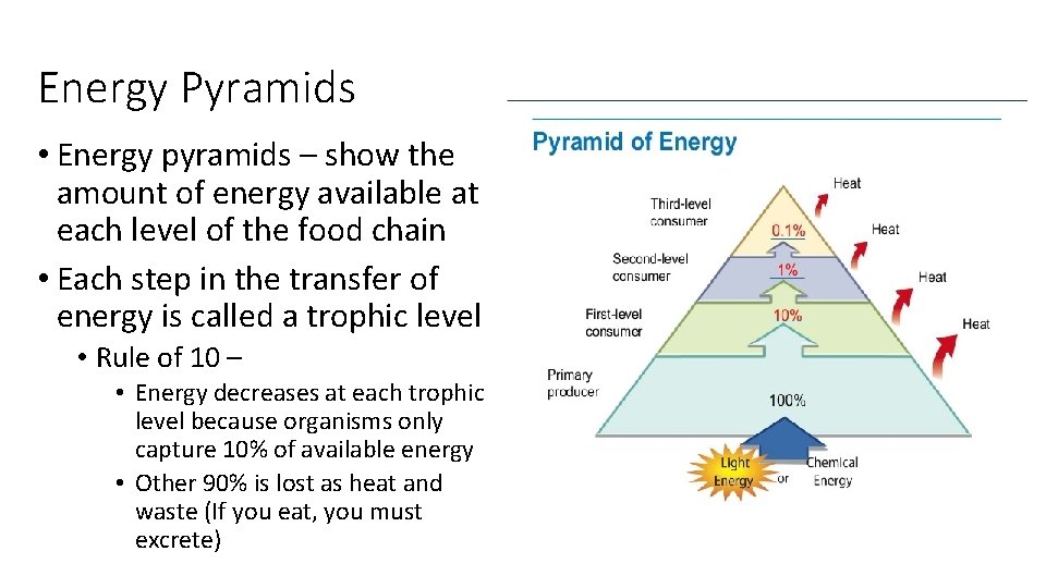 Energy Pyramids • Energy pyramids – show the amount of energy available at each