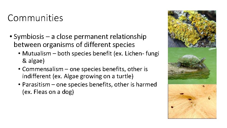 Communities • Symbiosis – a close permanent relationship between organisms of different species •