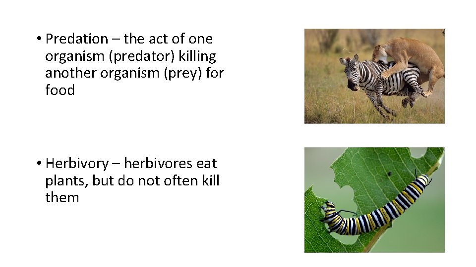  • Predation – the act of one organism (predator) killing another organism (prey)