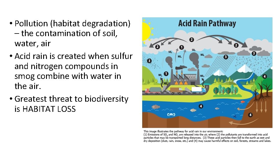  • Pollution (habitat degradation) – the contamination of soil, water, air • Acid