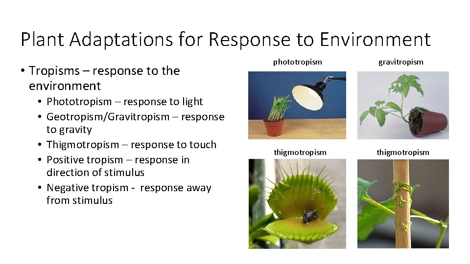 Plant Adaptations for Response to Environment • Tropisms – response to the environment •