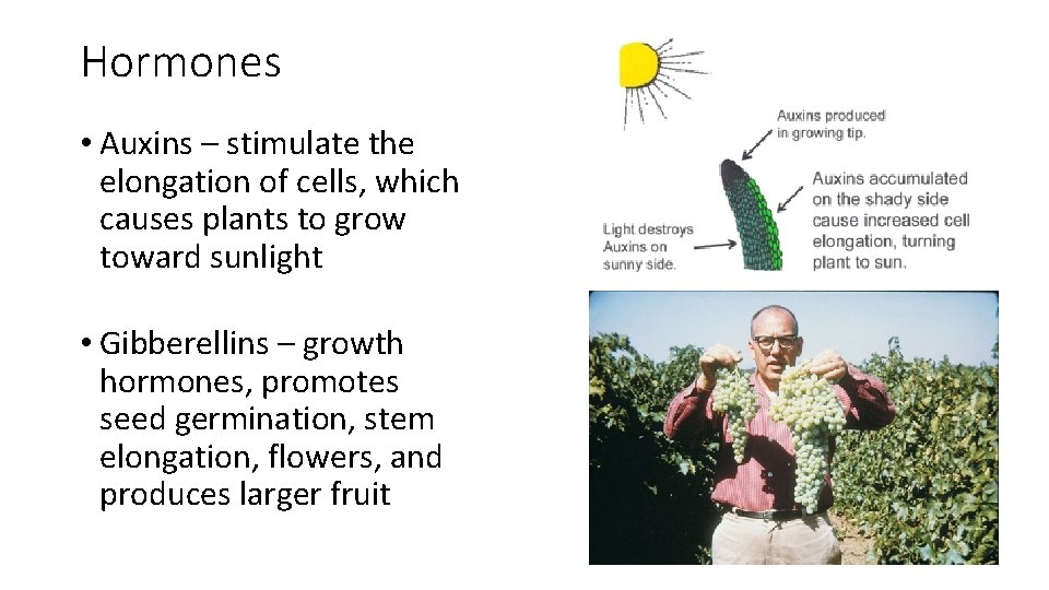 Hormones • Auxins – stimulate the elongation of cells, which causes plants to grow