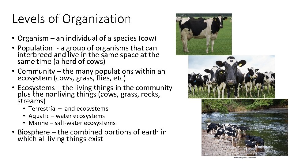 Levels of Organization • Organism – an individual of a species (cow) • Population