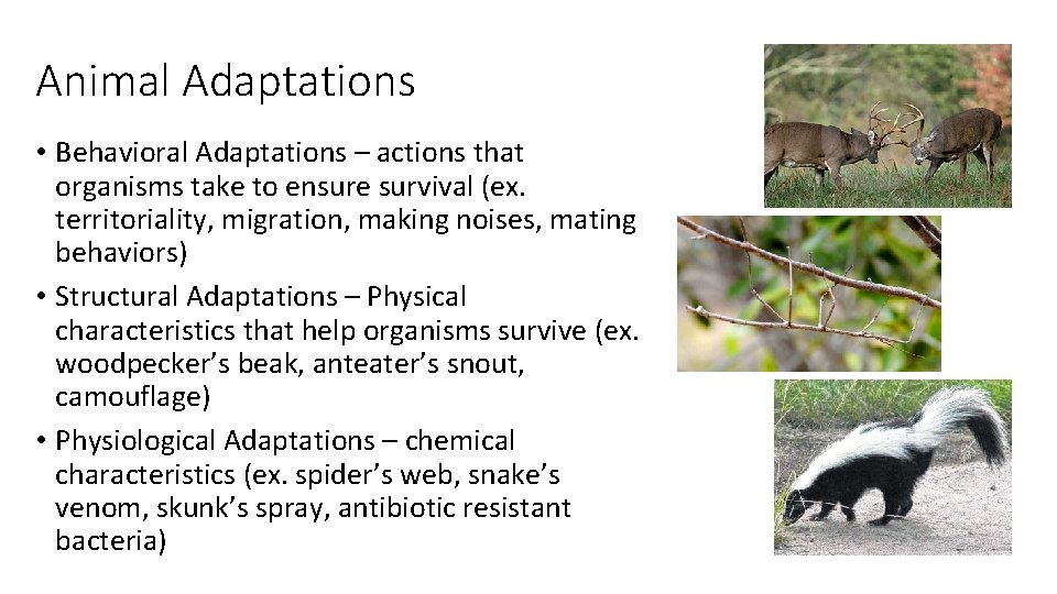 Animal Adaptations • Behavioral Adaptations – actions that organisms take to ensure survival (ex.