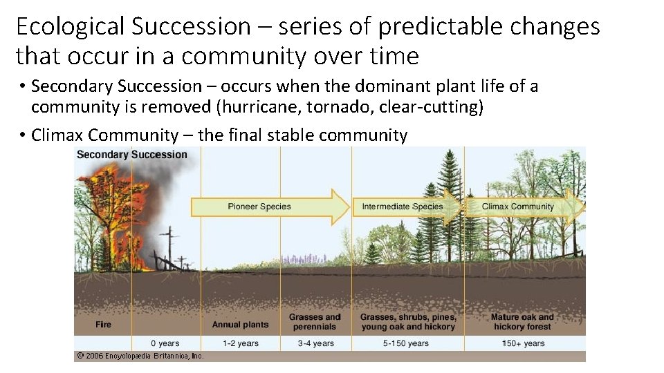 Ecological Succession – series of predictable changes that occur in a community over time