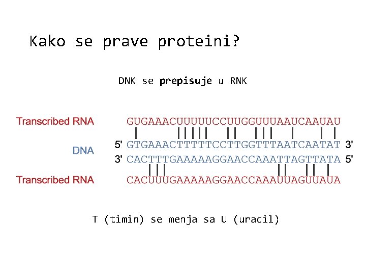 Kako se prave proteini? DNK se prepisuje u RNK | || ||| || T