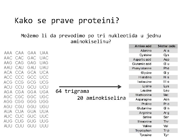 Kako se prave proteini? Možemo li da prevodimo po tri nukleotida u jednu aminokiselinu?