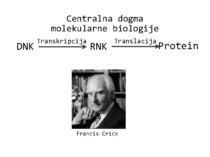 Centralna dogma molekularne biologije DNK Transkripcija RNK Translacija Francis Crick Protein 