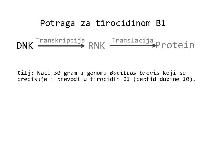Potraga za tirocidinom B 1 DNK Transkripcija RNK Translacija Protein Cilj: Naći 30 -gram