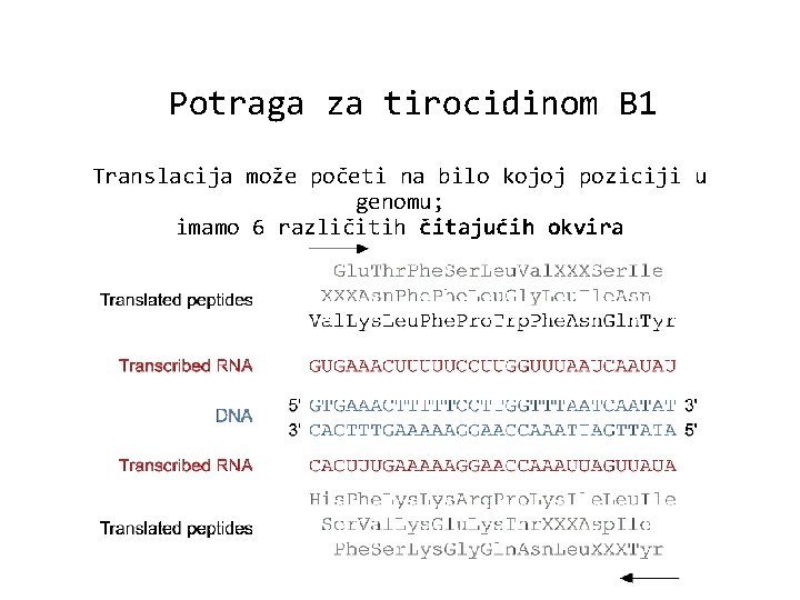 Potraga za tirocidinom B 1 Translacija može početi na bilo kojoj poziciji u genomu;