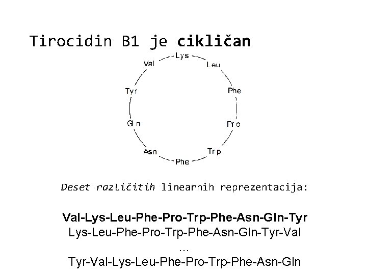 Tirocidin B 1 je cikličan Deset različitih linearnih reprezentacija: Val-Lys-Leu-Phe-Pro-Trp-Phe-Asn-Gln-Tyr-Val … Tyr-Val-Lys-Leu-Phe-Pro-Trp-Phe-Asn-Gln 