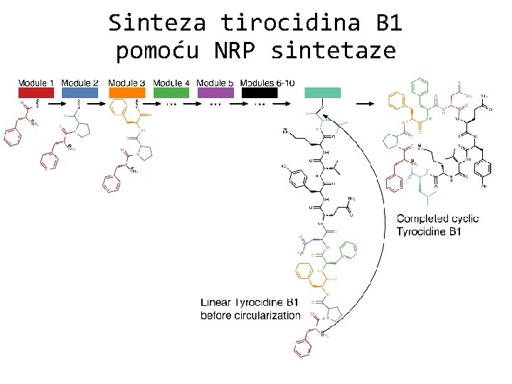 Sinteza tirocidina B 1 pomoću NRP sintetaze 