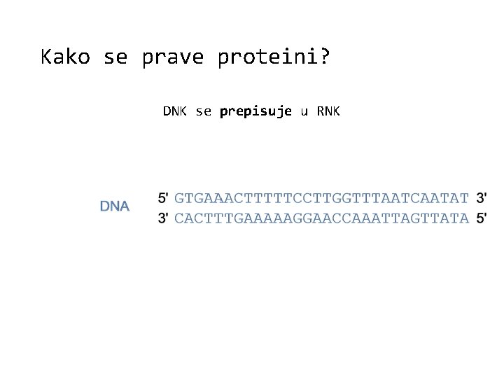 Kako se prave proteini? DNK se prepisuje u RNK 