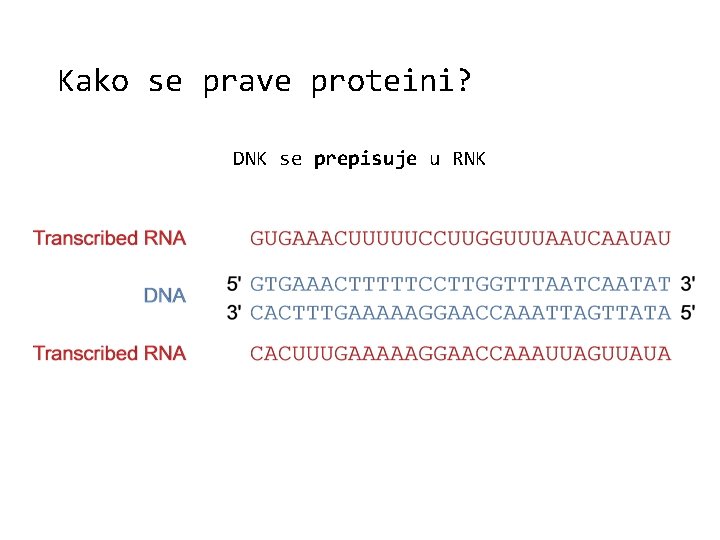 Kako se prave proteini? DNK se prepisuje u RNK 