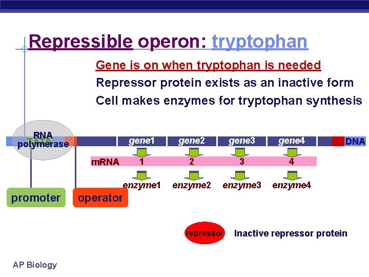 Repressible operon: tryptophan Gene is on when tryptophan is needed Repressor protein exists as