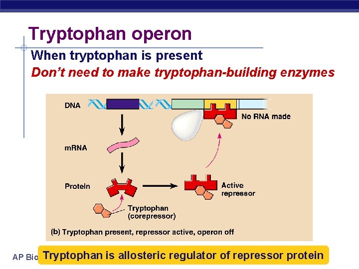 Tryptophan operon When tryptophan is present Don’t need to make tryptophan-building enzymes Tryptophan AP