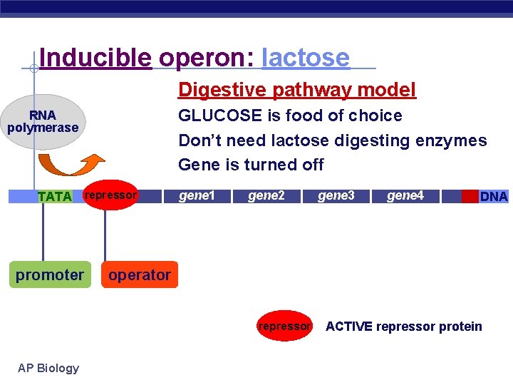 Inducible operon: lactose Digestive pathway model GLUCOSE is food of choice Don’t need lactose