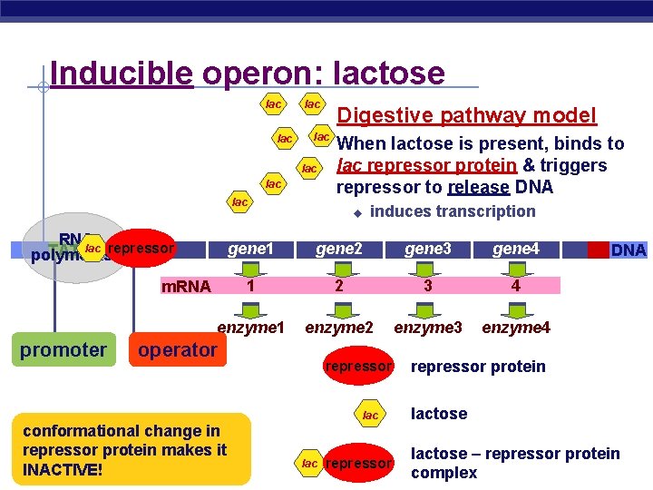 Inducible operon: lactose lac lac RNA lac repressor TATA polymerase When lactose is present,