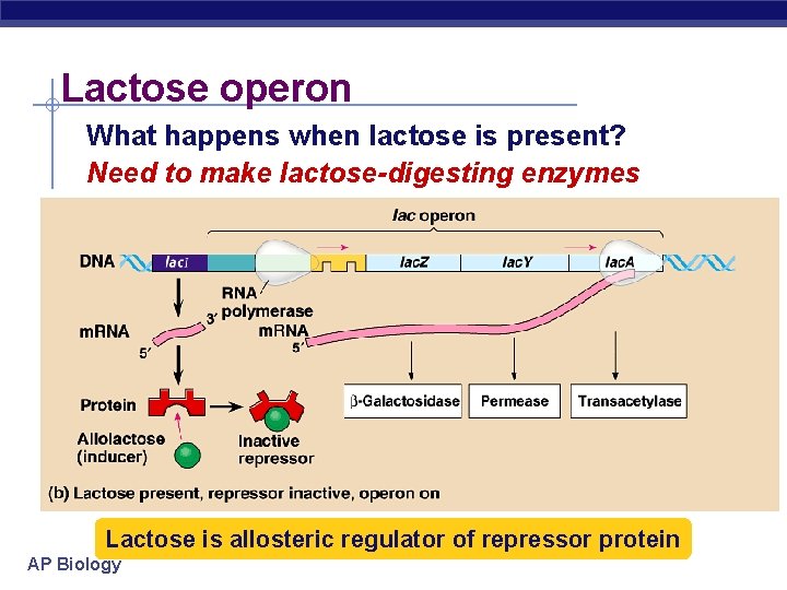 Lactose operon What happens when lactose is present? Need to make lactose-digesting enzymes Lactose