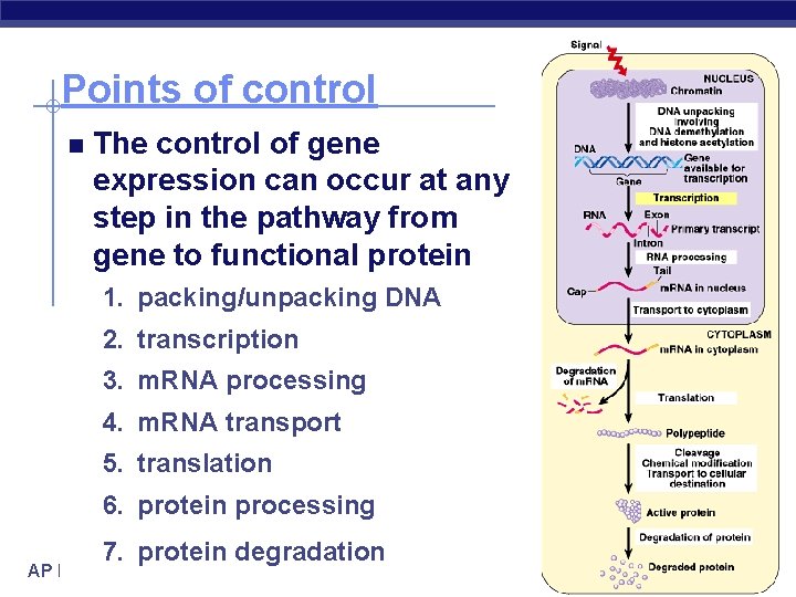 Points of control The control of gene expression can occur at any step in