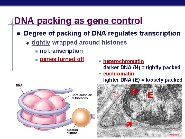 DNA packing as gene control Degree of packing of DNA regulates transcription u tightly