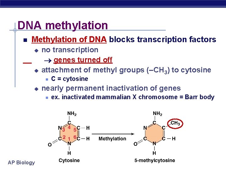 DNA methylation Methylation of DNA blocks transcription factors u u no transcription genes turned