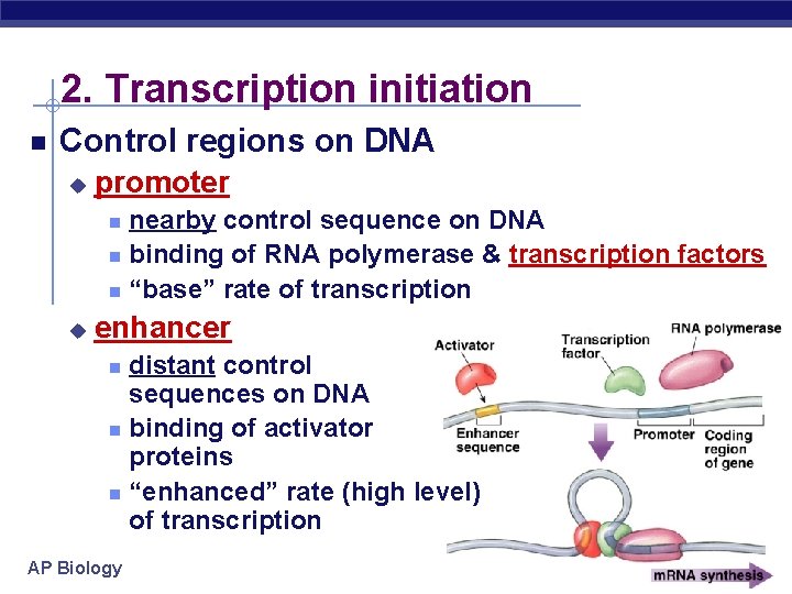 2. Transcription initiation Control regions on DNA u promoter nearby control sequence on DNA