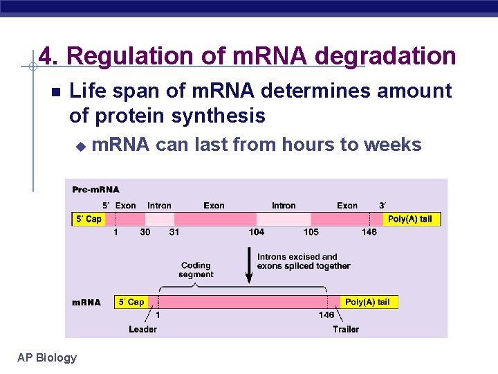 4. Regulation of m. RNA degradation Life span of m. RNA determines amount of