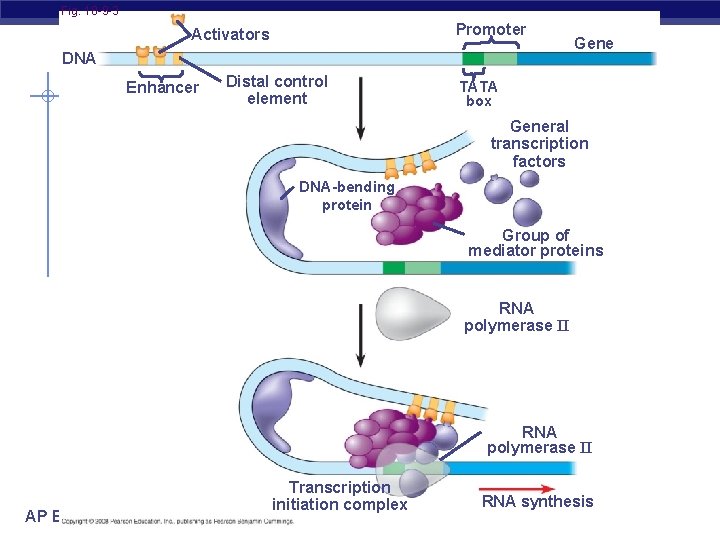 Fig. 18 -9 -3 Promoter Activators DNA Enhancer Distal control element Gene TATA box