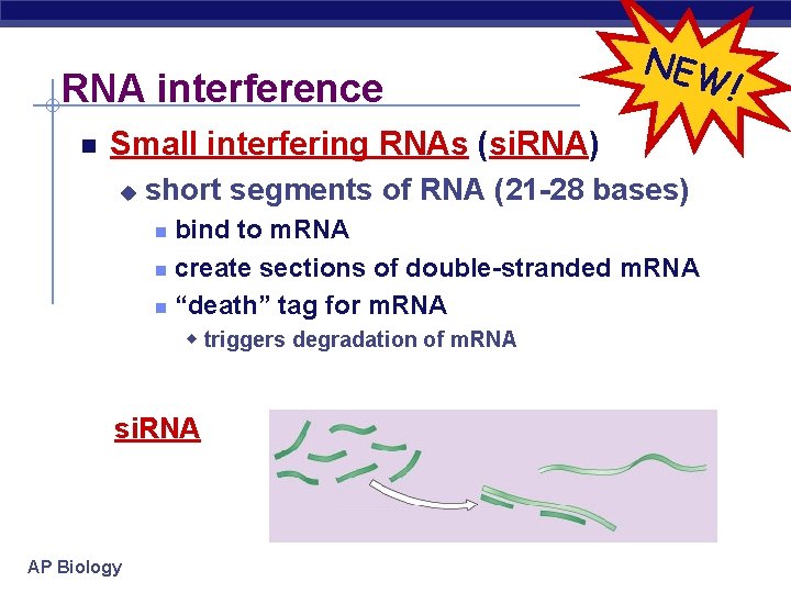 RNA interference NEW Small interfering RNAs (si. RNA) u short segments of RNA (21