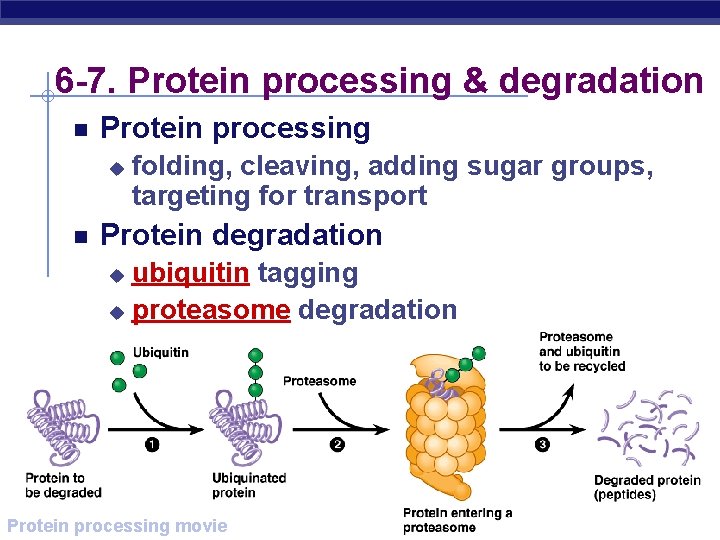 6 -7. Protein processing & degradation Protein processing u folding, cleaving, adding sugar groups,
