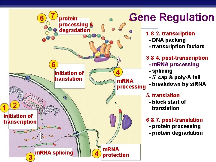 6 7 Gene Regulation protein processing & degradation 1 & 2. transcription - DNA
