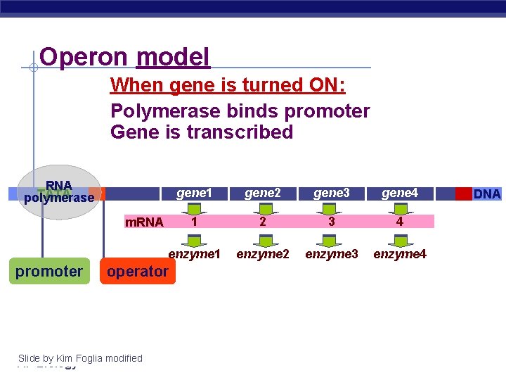 Operon model When gene is turned ON: Polymerase binds promoter Gene is transcribed RNA