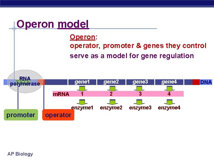 Operon model Operon: operator, promoter & genes they control serve as a model for