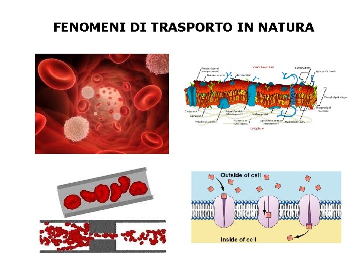 FENOMENI DI TRASPORTO IN NATURA 