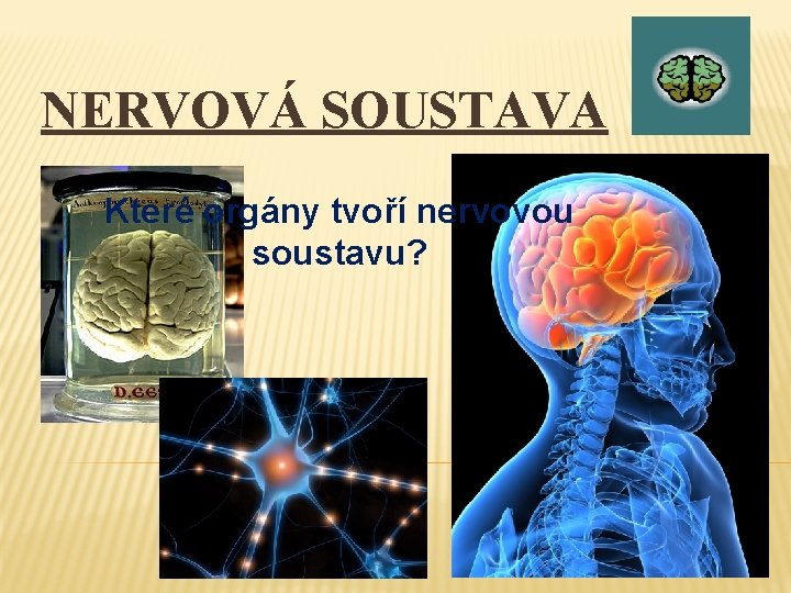 NERVOVÁ SOUSTAVA Které orgány tvoří nervovou soustavu? 